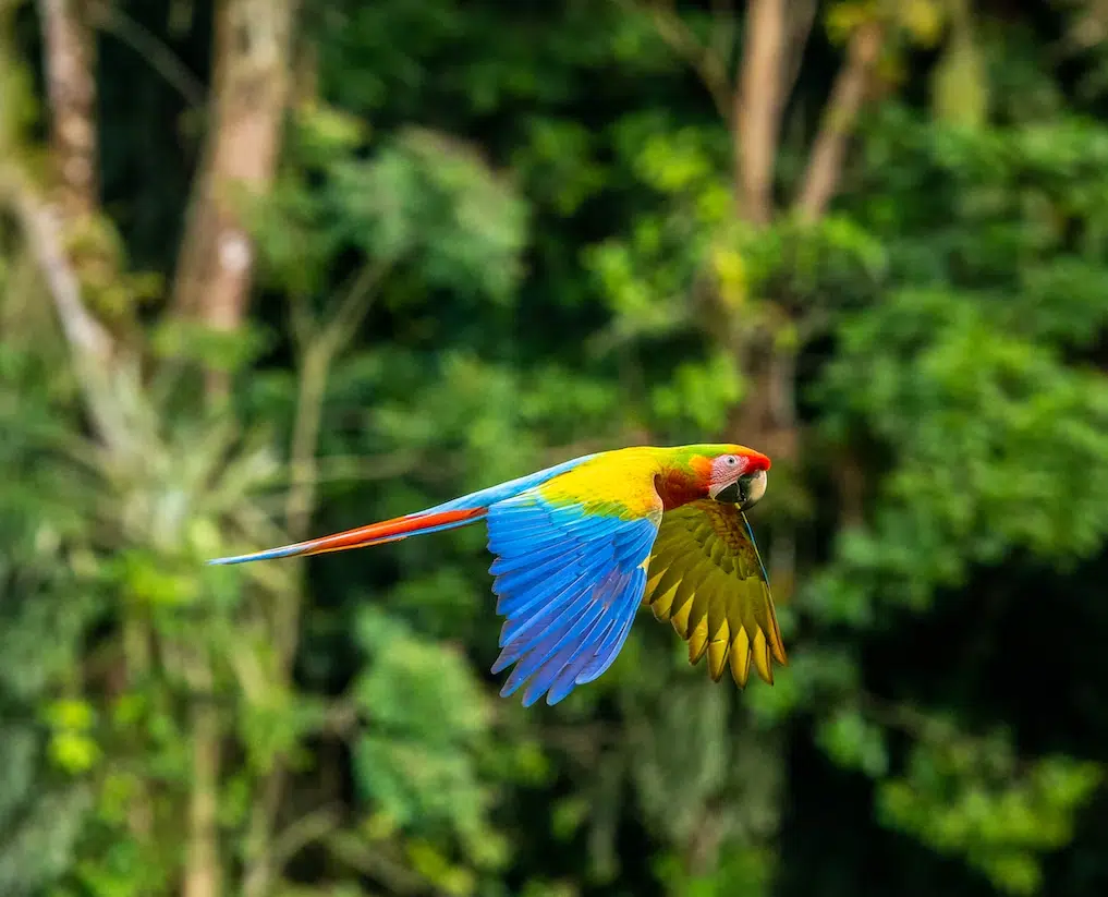 Papagya in Costa Rica
