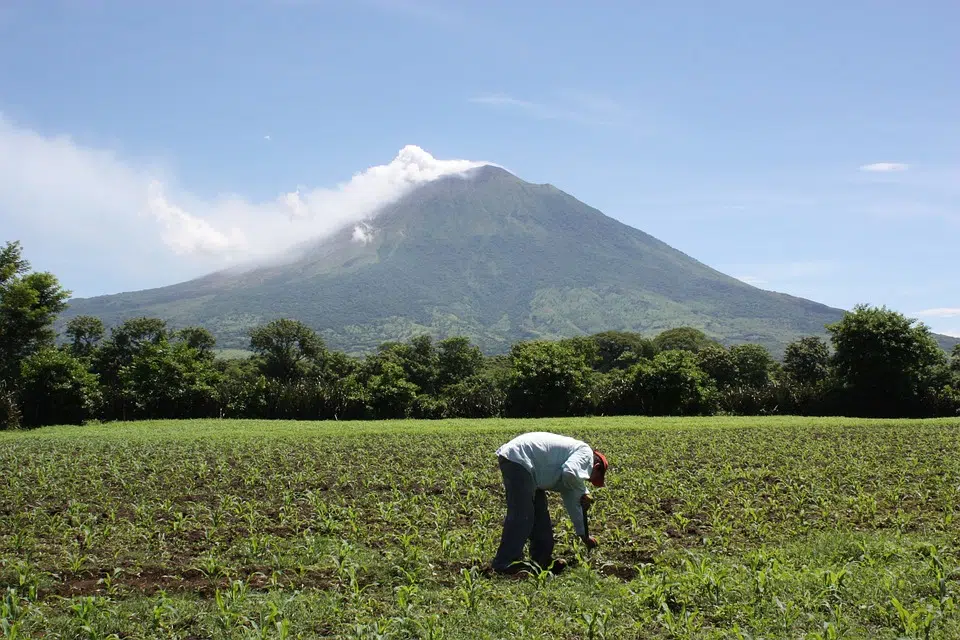 Agriculture in El Salvador 