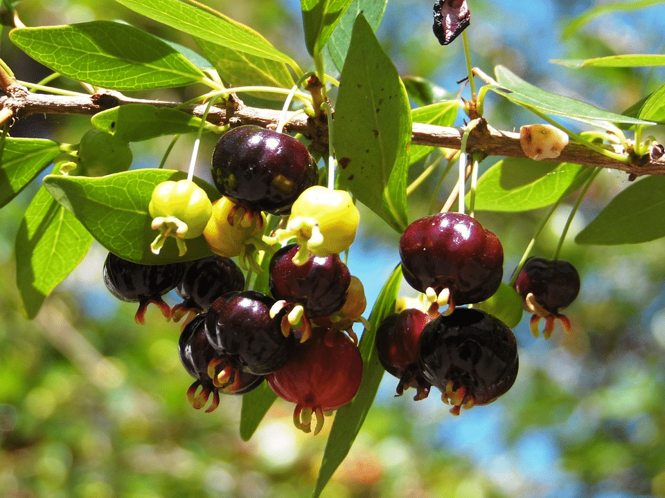 Fruits in Bolivia - Pitanga
