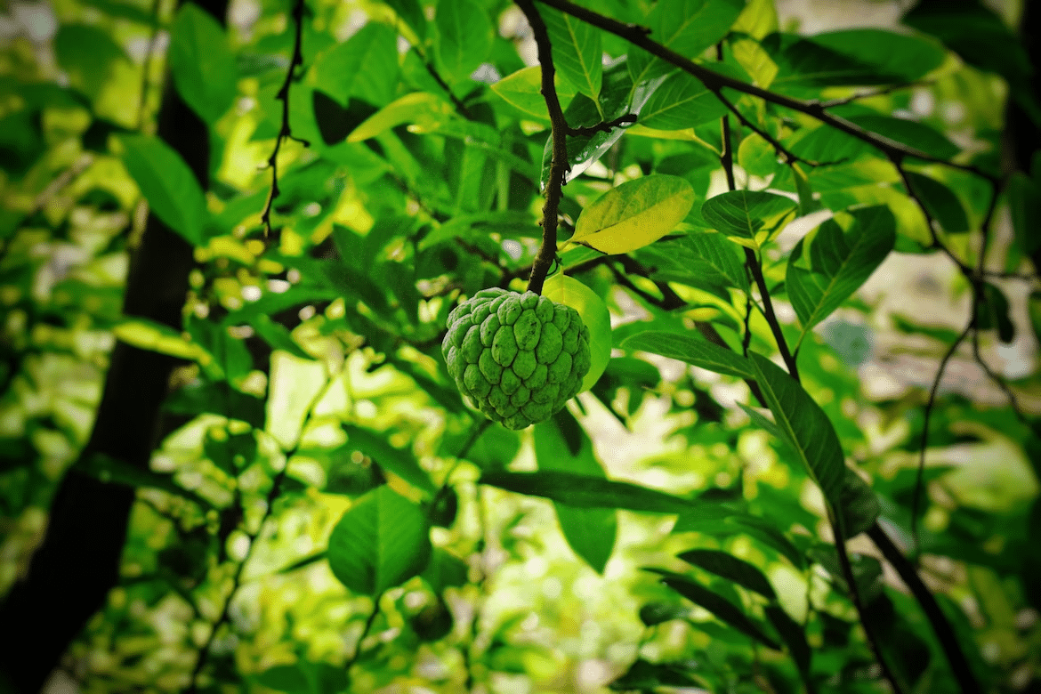 Custard Apple - the green Fruit