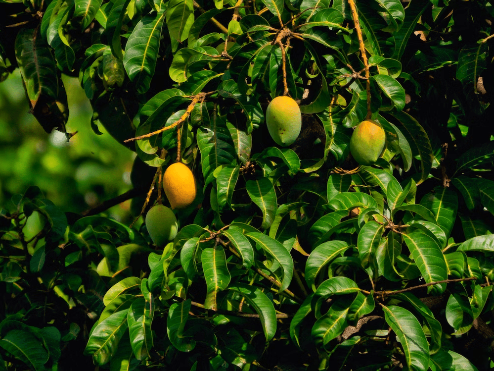 Mangoes on the Tree - Fruits in Bolivia