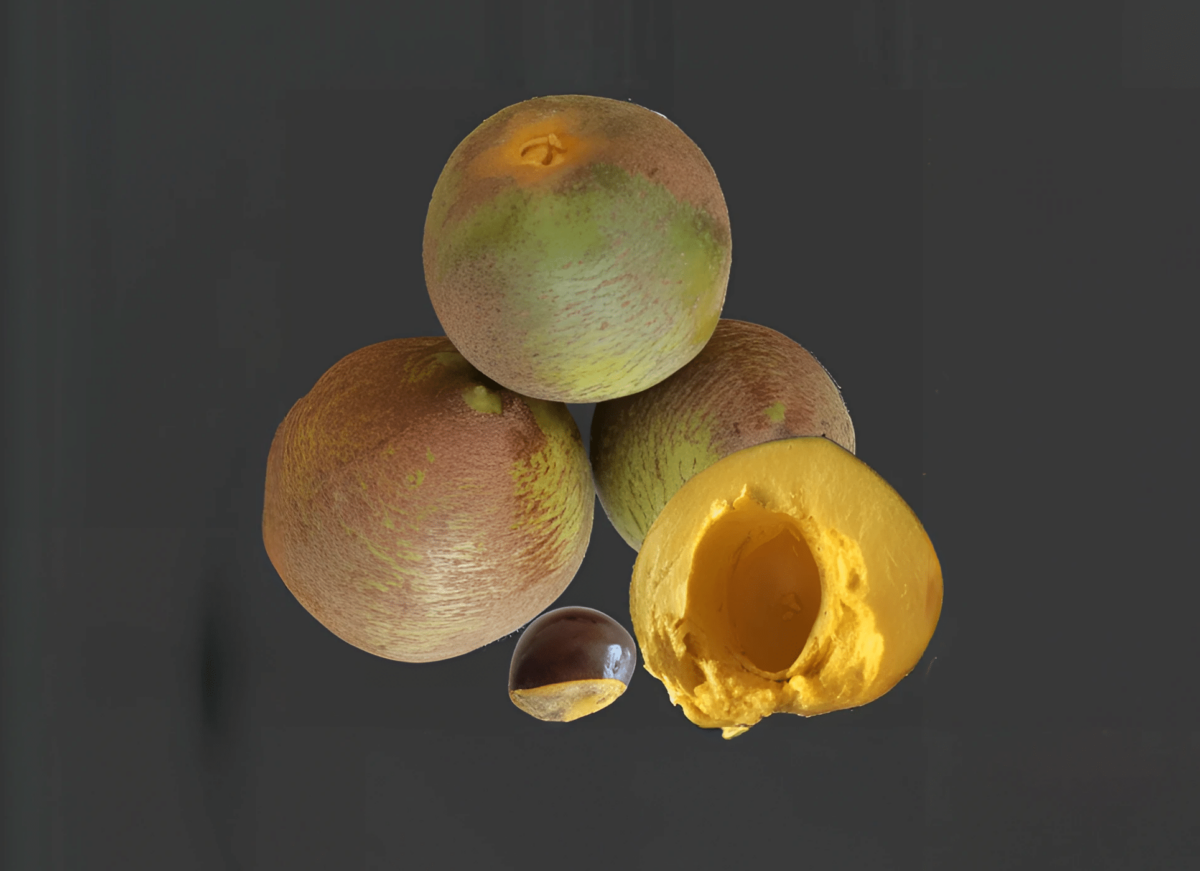 Gold of the Incas -  Lucuma Fruit