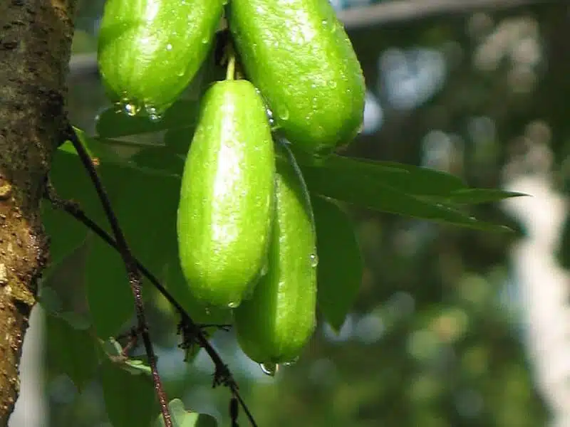 Bilimbi Fruit on a cucumber tree