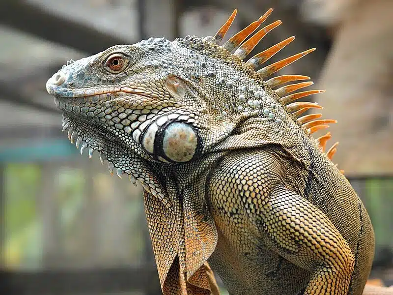 A Iguanas in Mexico