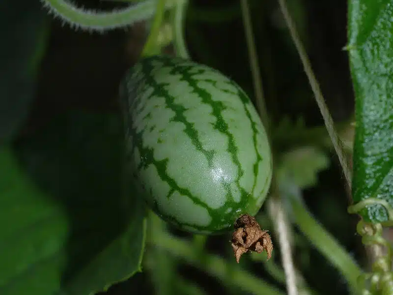 A mini watermelon