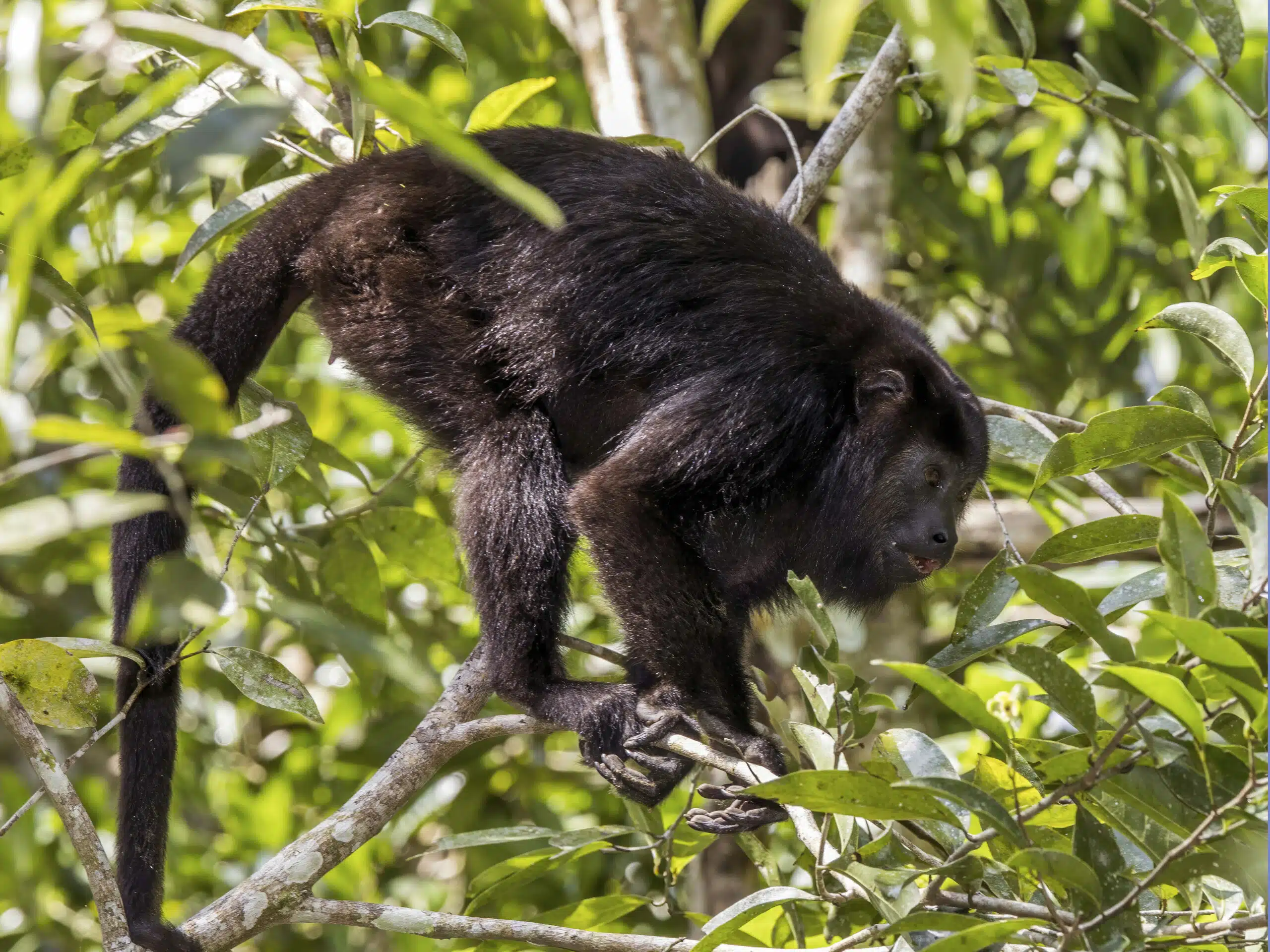 A Yucatan Howler Monkey is one of the Monkeys in Mexico