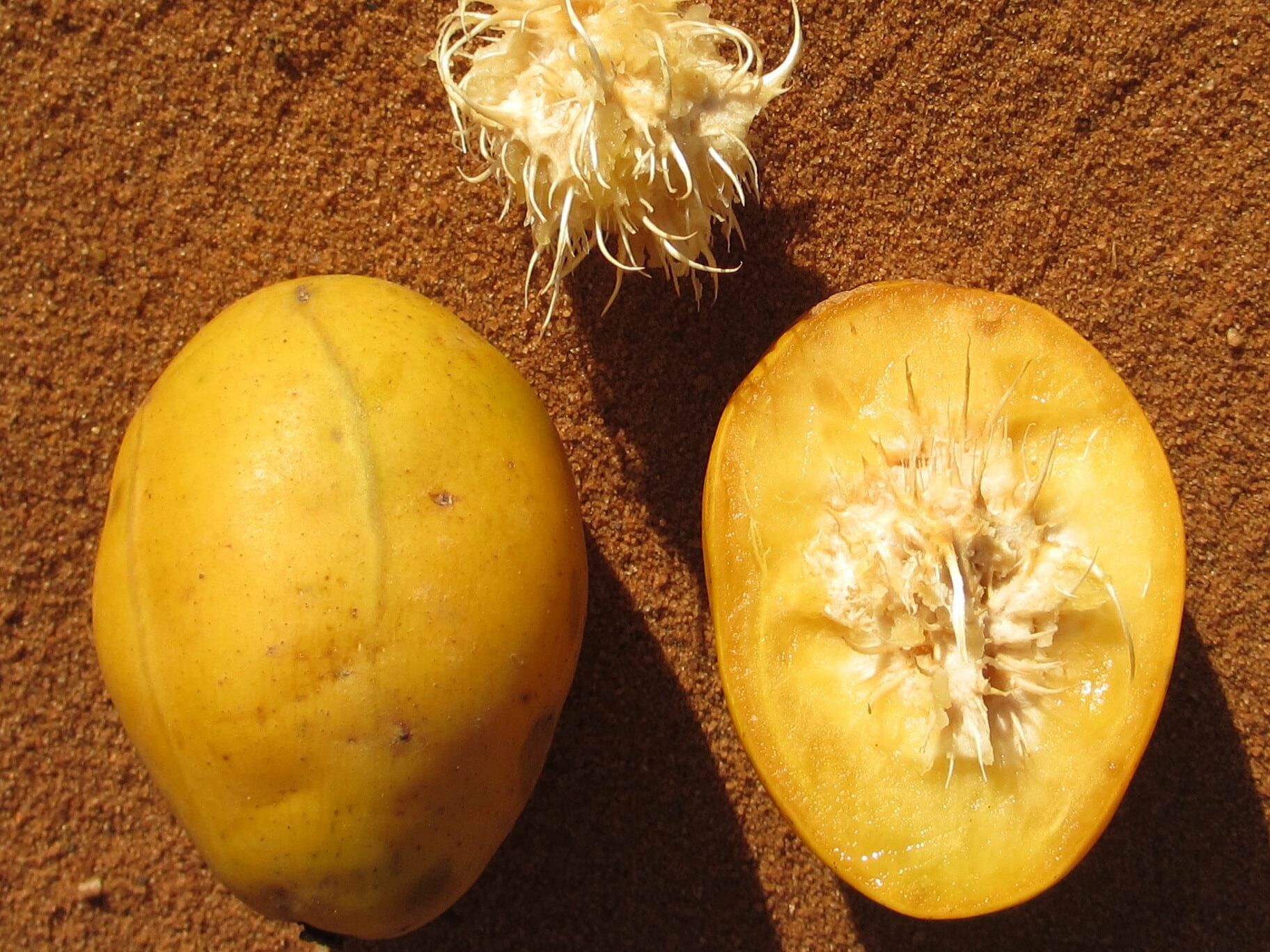 National Fruit of Guyana - Golden Apple