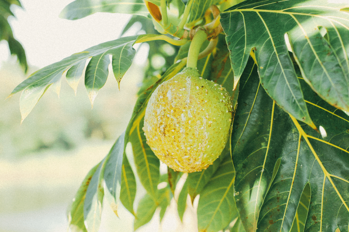 Photo of a Breadfruit in Hawaii