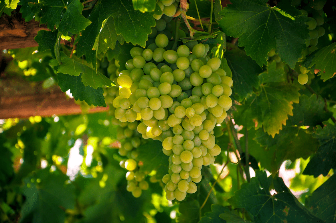 Mediterranean Green Grapes