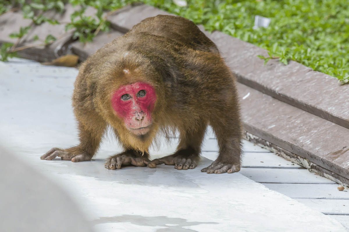Monkeys of Mexico, the Stump-tailed Macaque