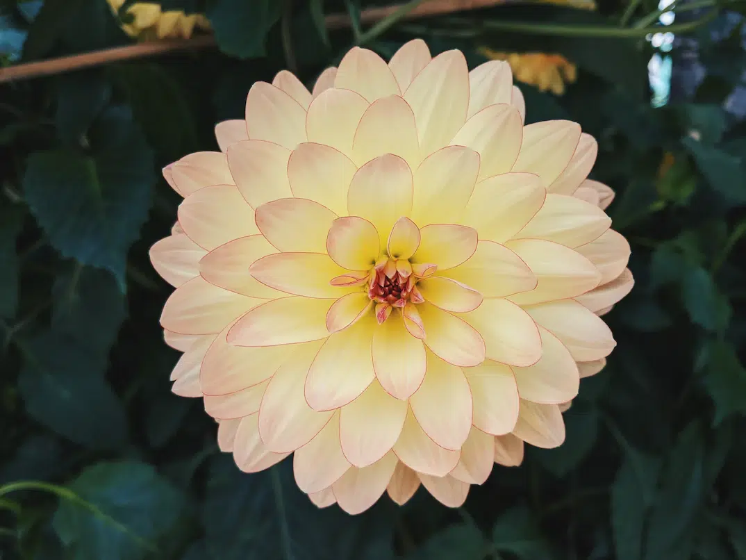 A white Dahlia - Mexico National Flower