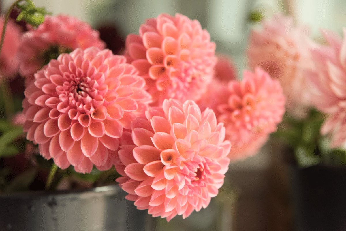 A decorative flower: The Dahlia