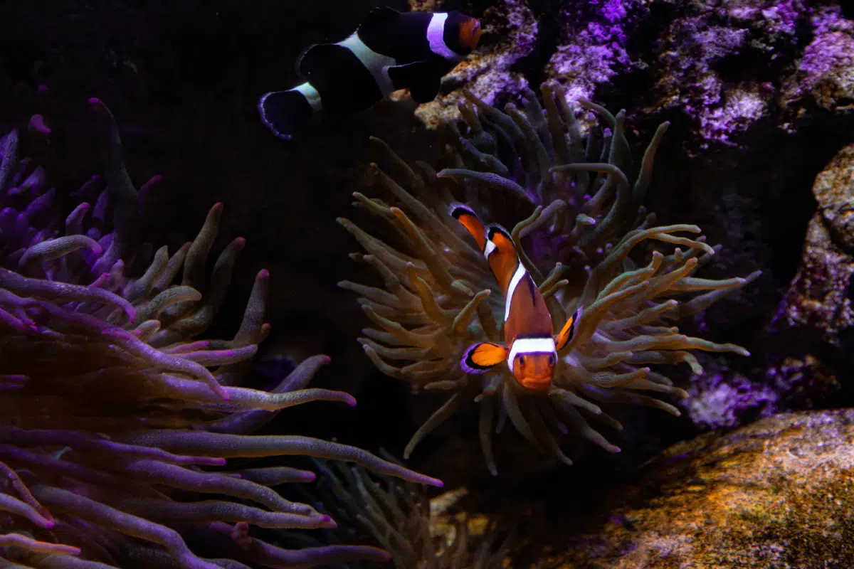 Clownfish on the reef