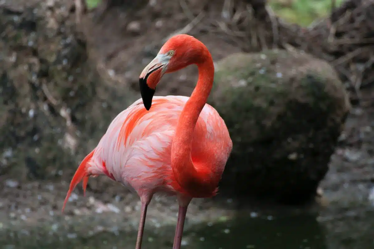 Can be found in Mexico: Flamingos