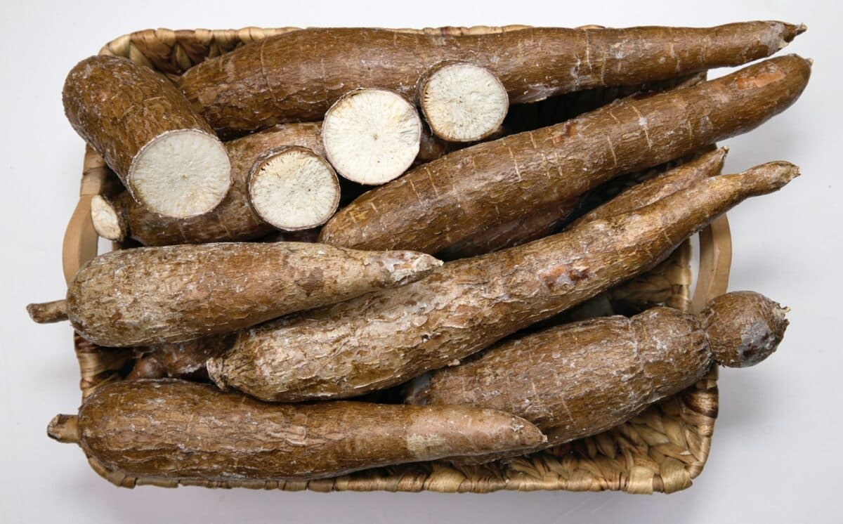 The vegetable Cassava