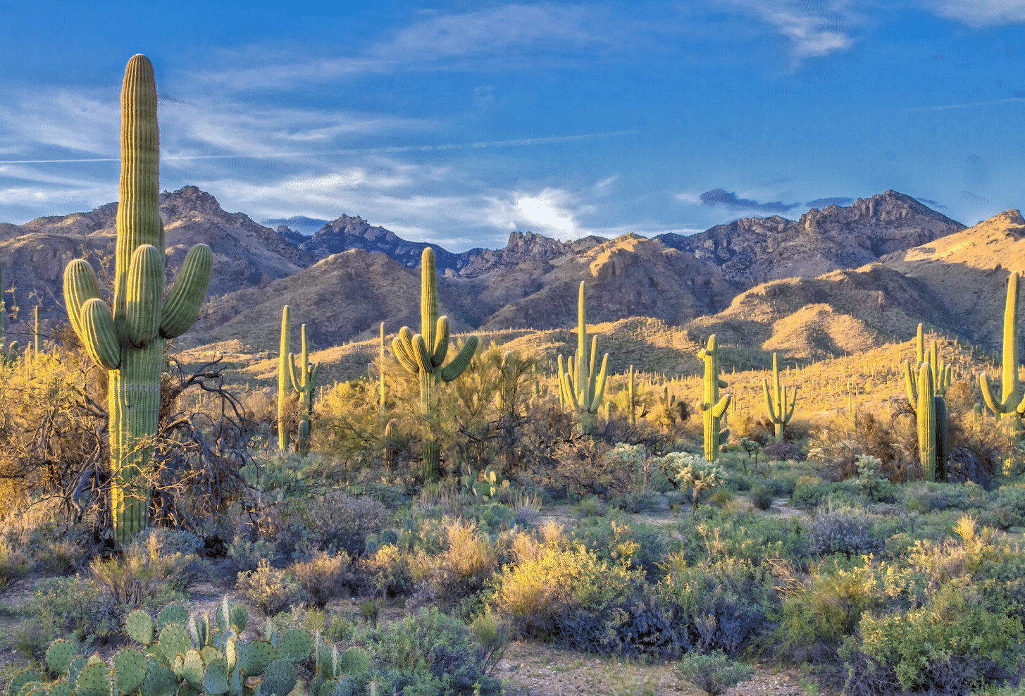 Sabino Canyon, Catalina Foothills (located in the Coronado National Forest)