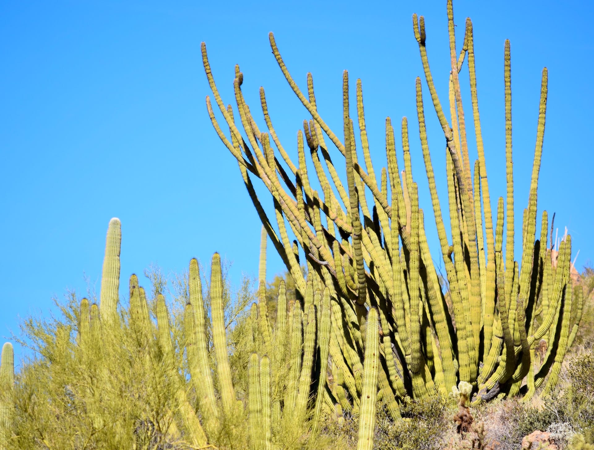 The Organ Pipe Cactus National Monument