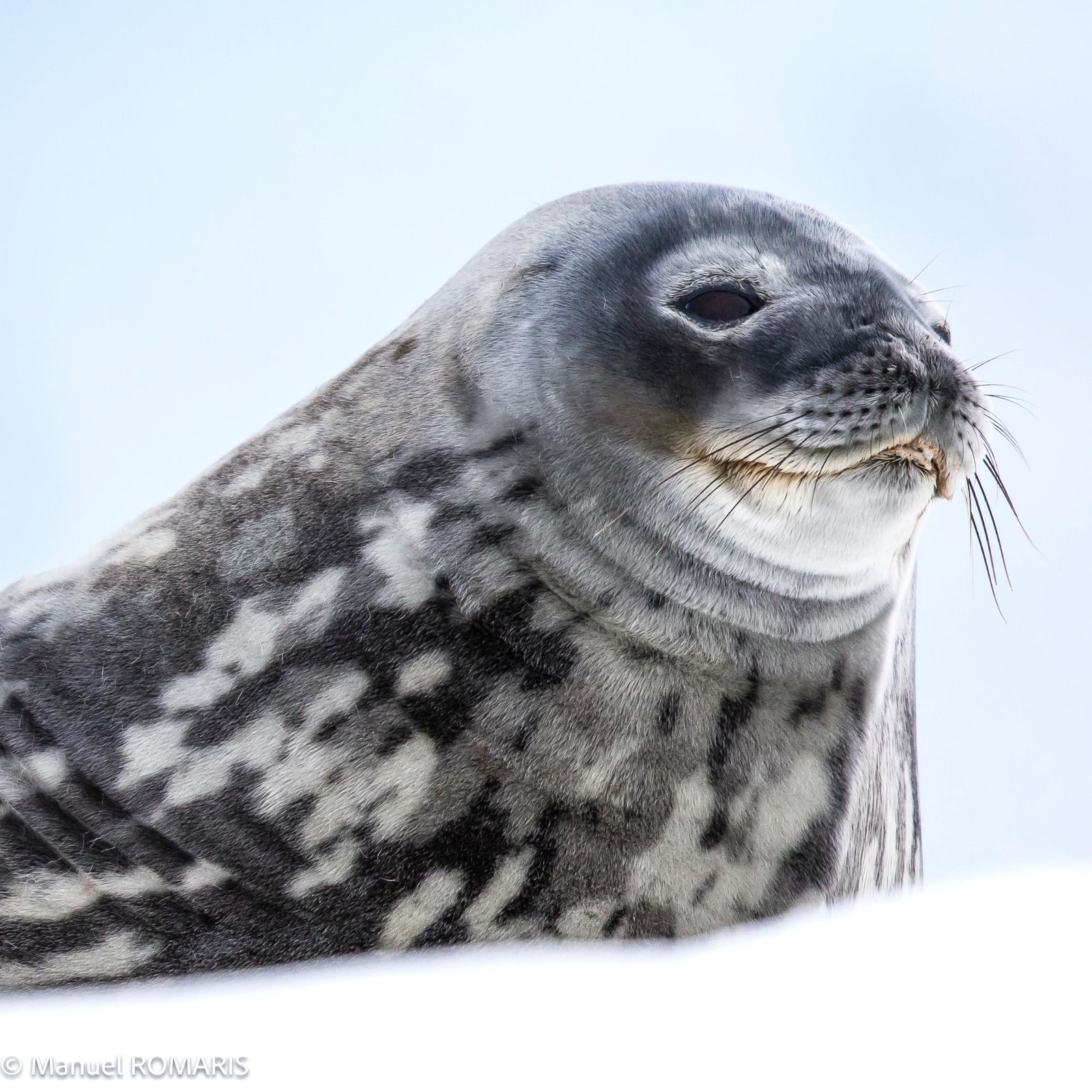 9. Weddell Seal (Leptonychotes weddellii)