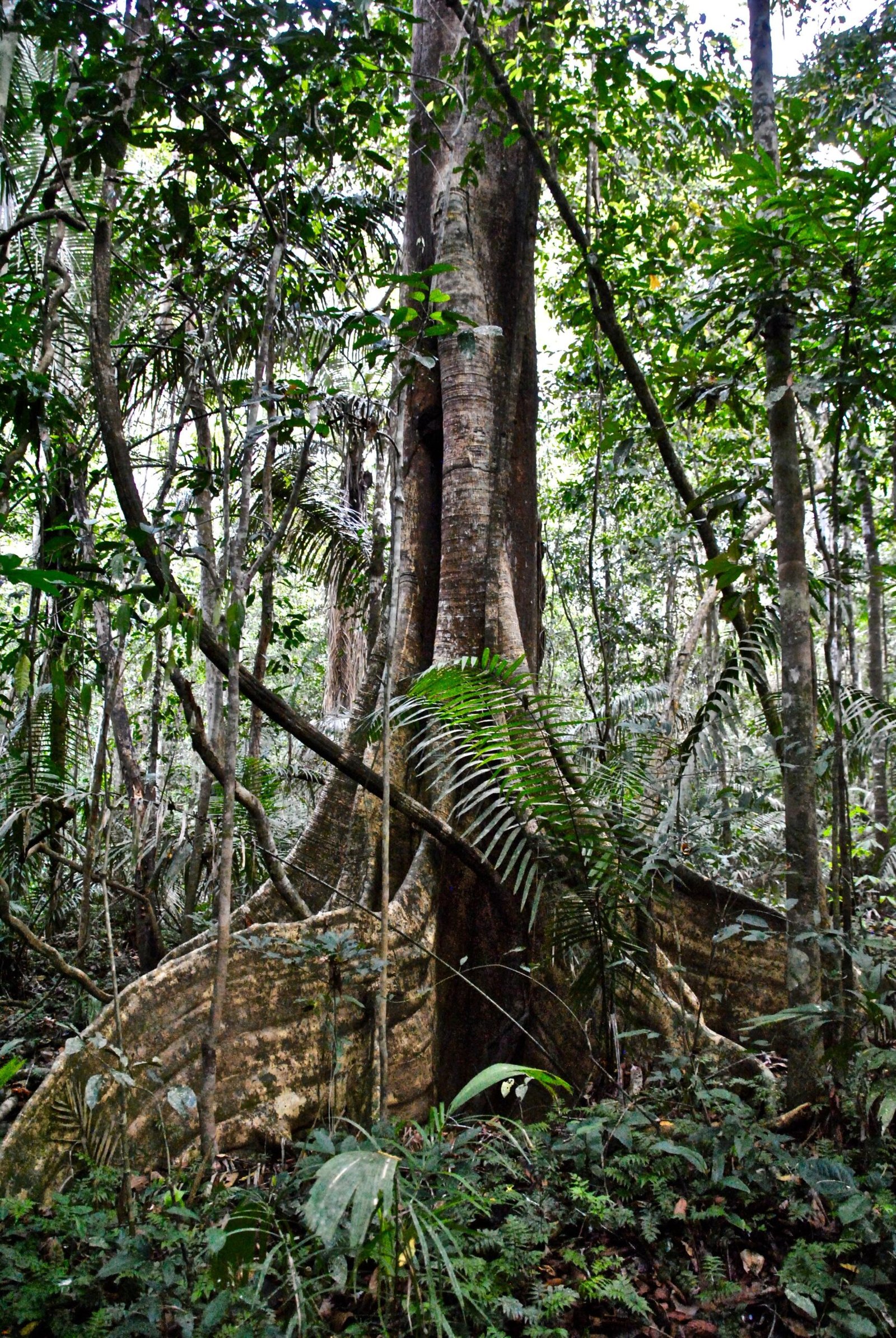A 55-Million-Year-Old Ecosystem