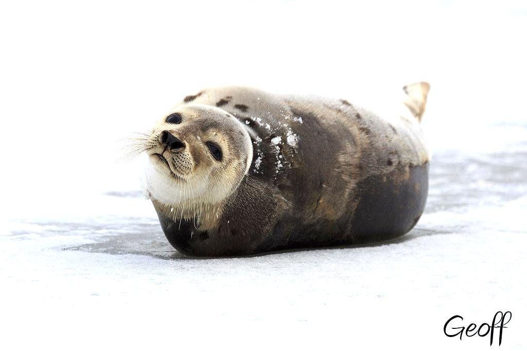 13. Harp Seal (Pagophilus groenlandicus)