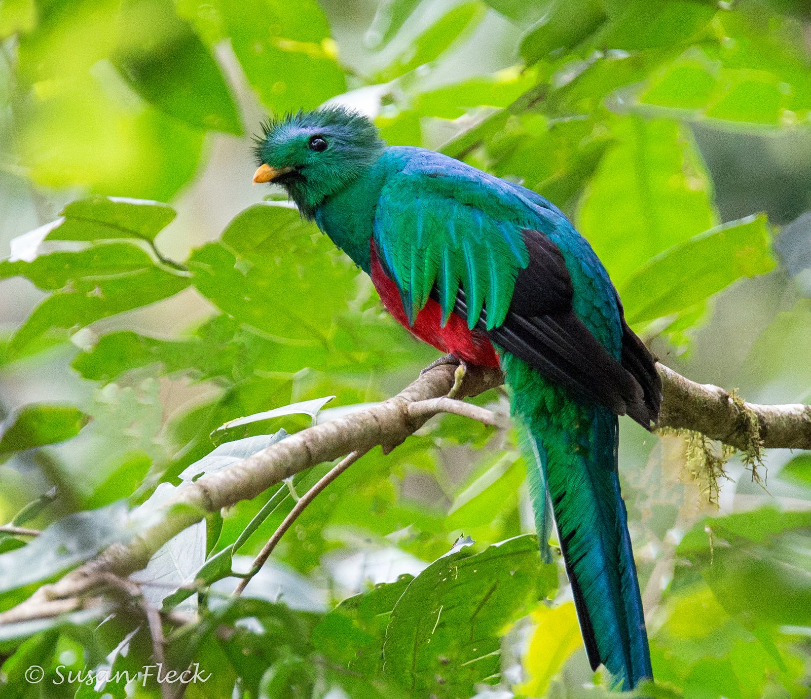 The Resplendent Quetzal in Monteverde Cloud Forest