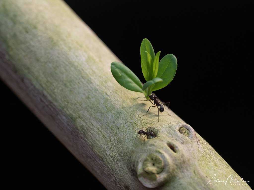 Leafcutter Ants (Tribe Attini)