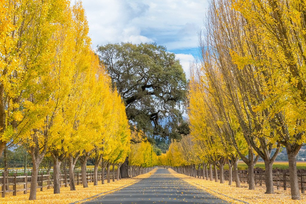Robin Williams – Napa Valley, California, 2014