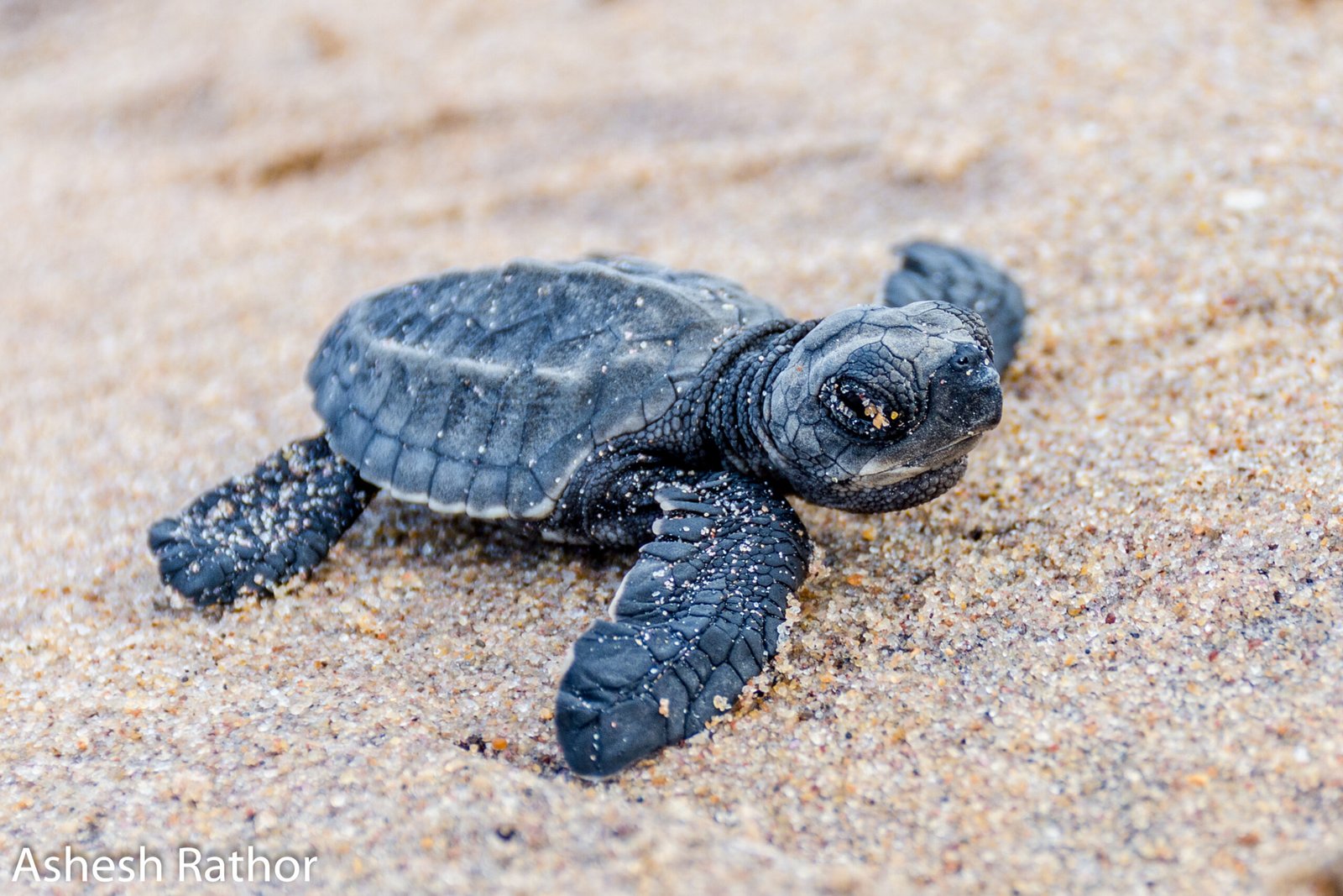 The Turtle Arribada at Ostional Wildlife Refuge
