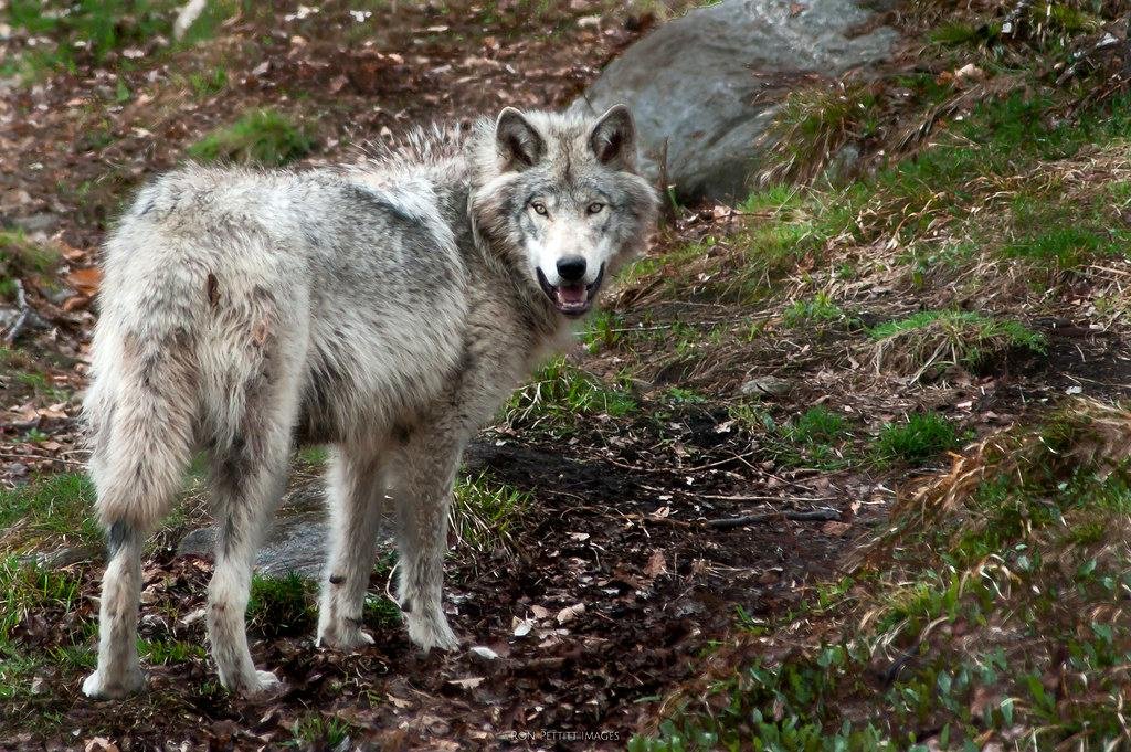 Historical Context of Human-Wolf Interactions