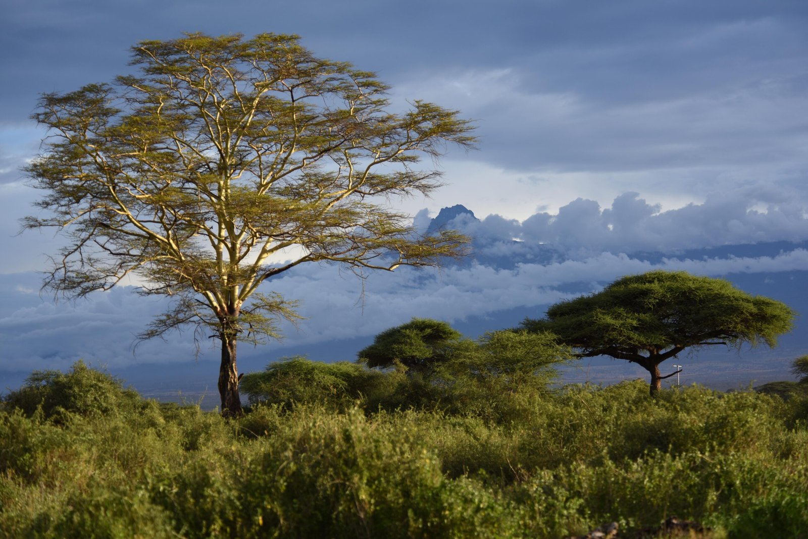 Kenya's Forests: Nurturing Environmental Stewardship