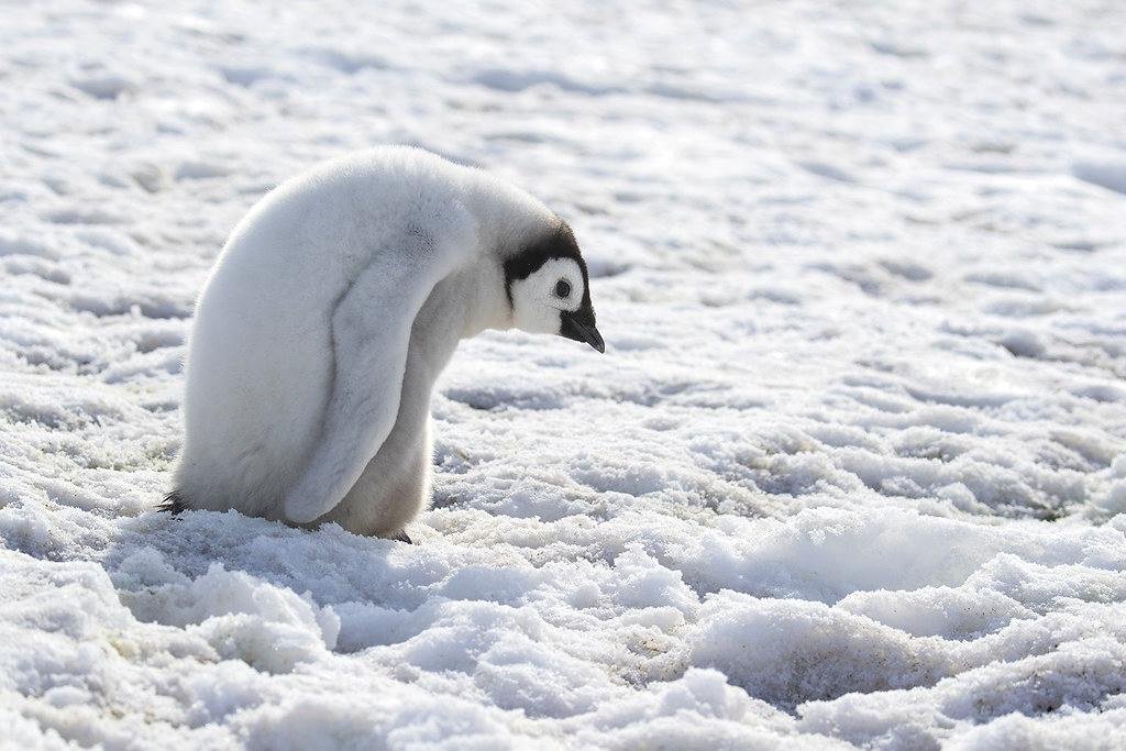 3. Emperor Penguin (Aptenodytes forsteri)