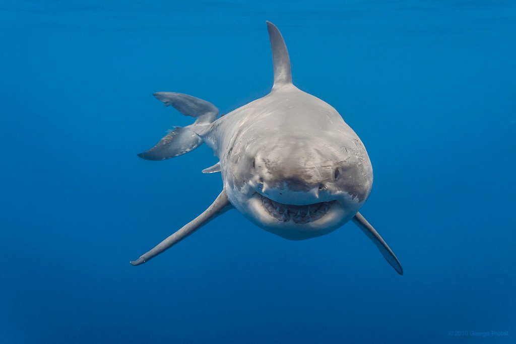 Dive with Great White Sharks in South Africa