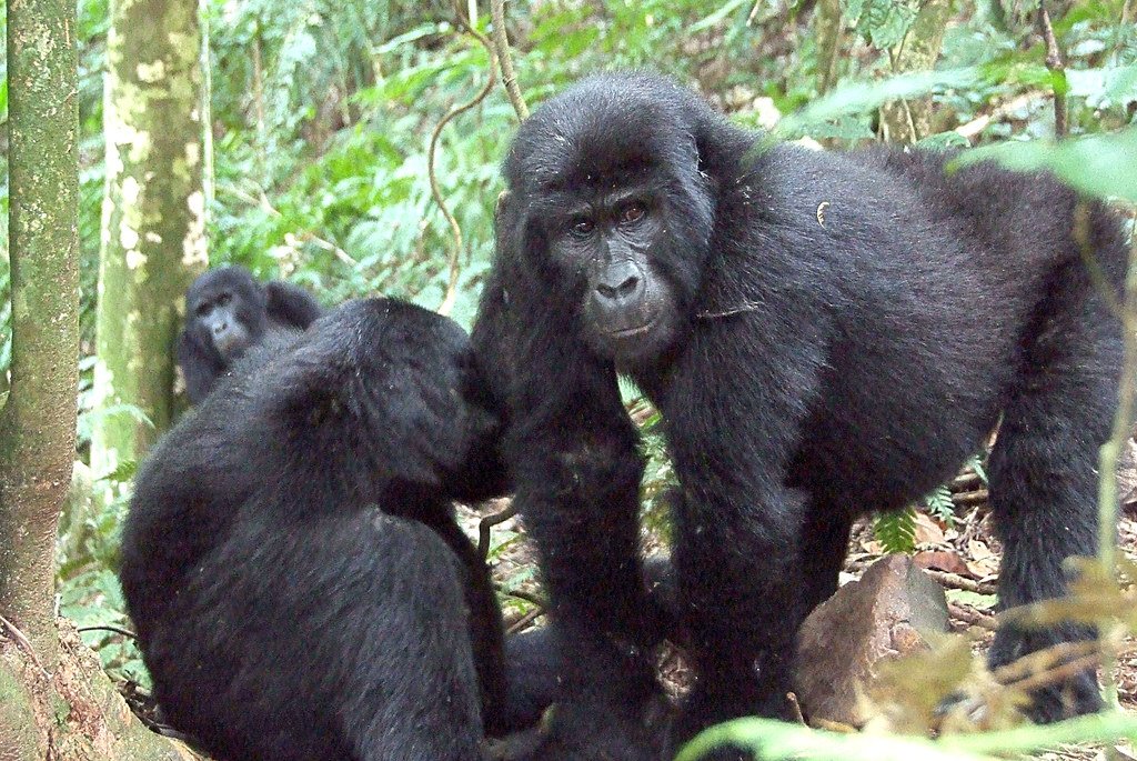 Embark on a Gorilla Trek in Uganda