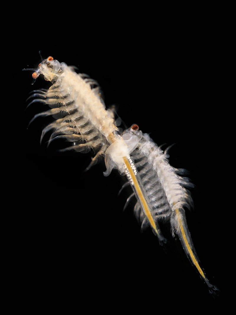 Sea Monkeys: The Tiny Swim Wonders