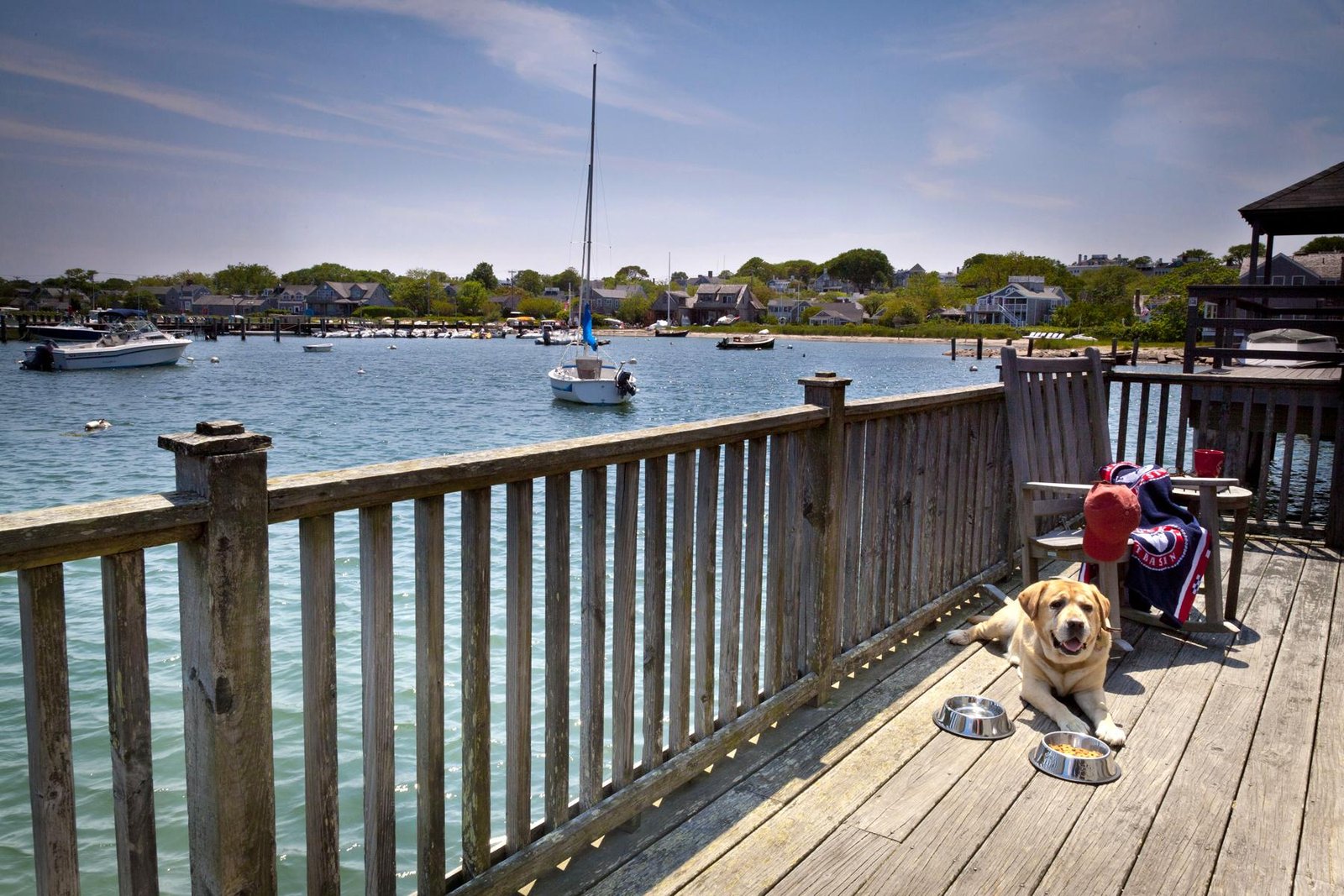 Research Pet-Friendly Accommodations