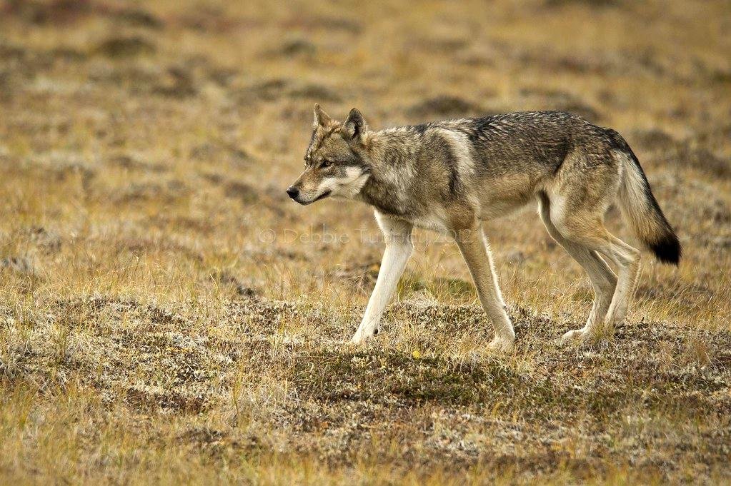 Safety Measures During Wolf Encounters