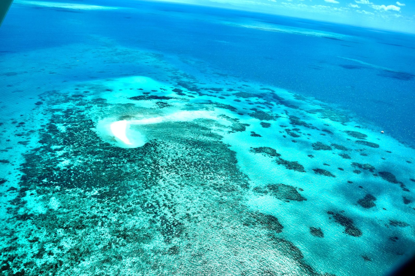 The Largest Living Structure on Earth