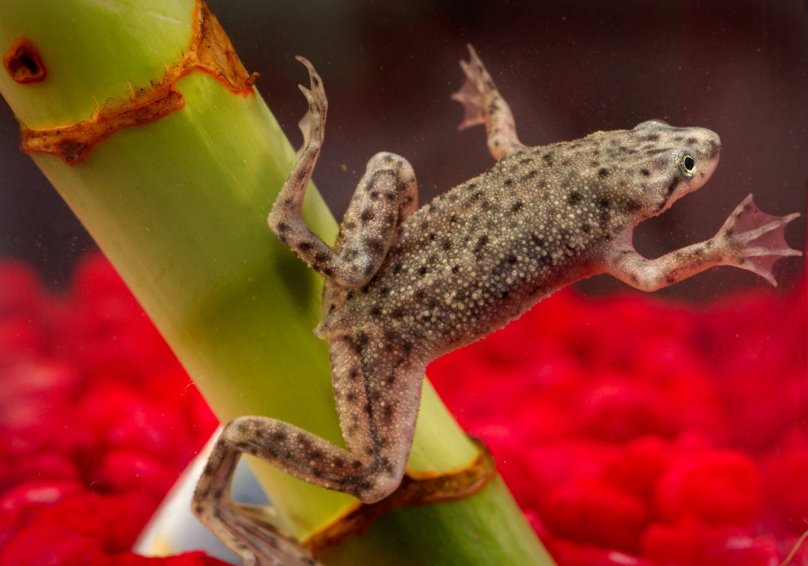 African Dwarf Frogs: Aquatic Marvels