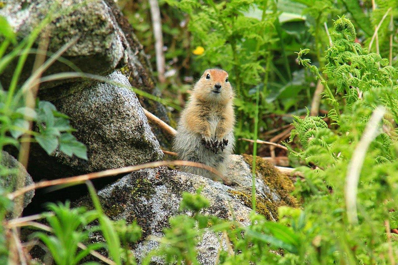 15. Arctic Ground Squirrel (Urocitellus parryii)