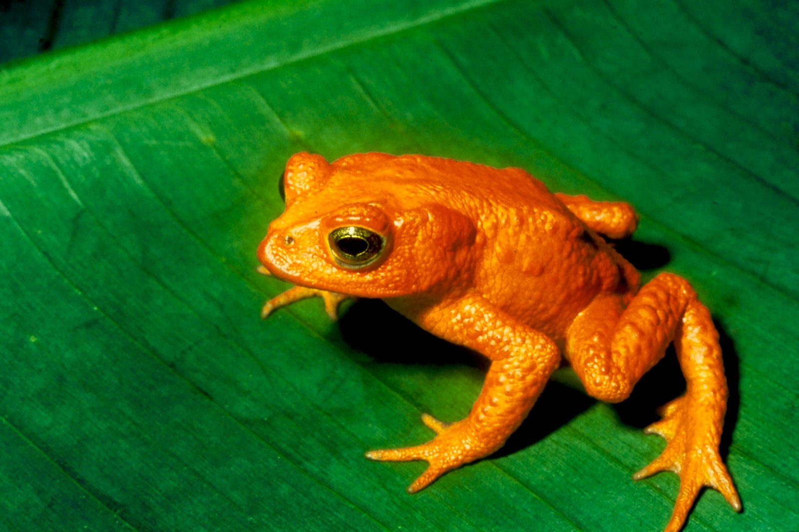 The Mysterious Disappearance of the Golden Toad
