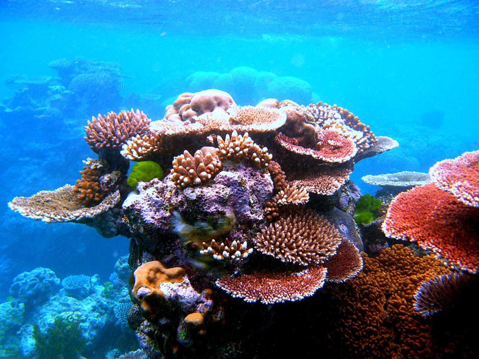Corals Are Alive