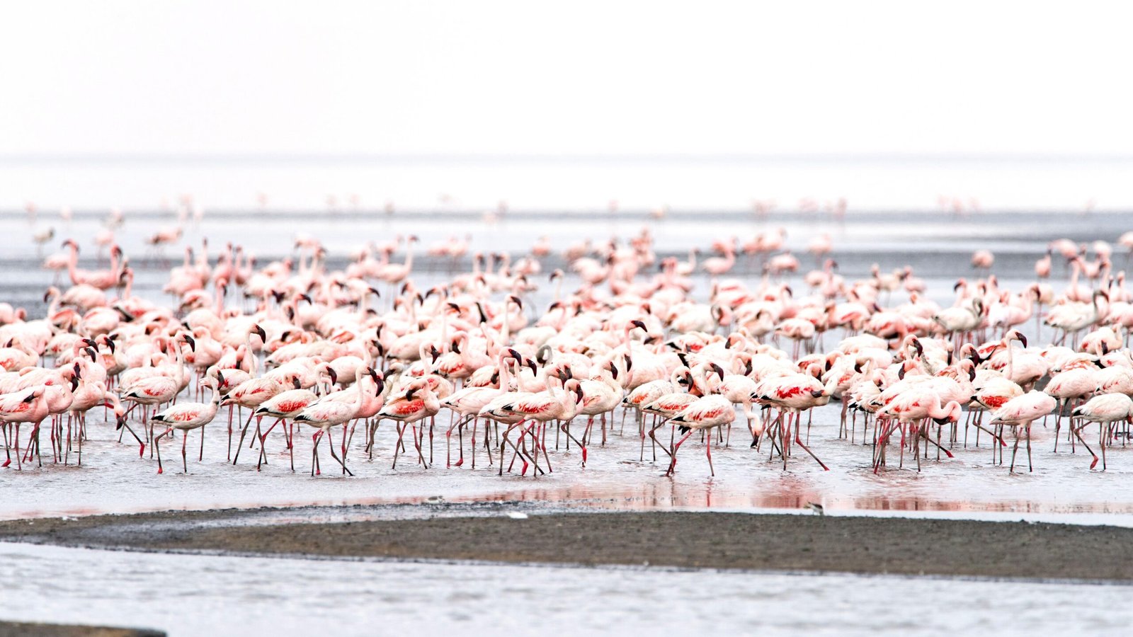 Lake Natron, Tanzania