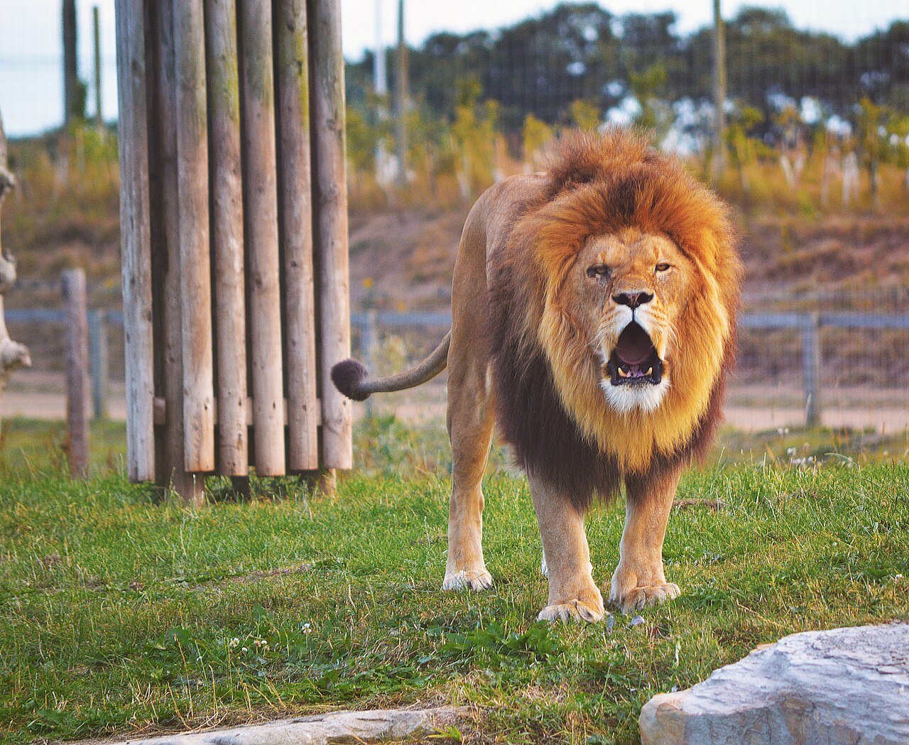 Christmas at Yorkshire Wildlife Park