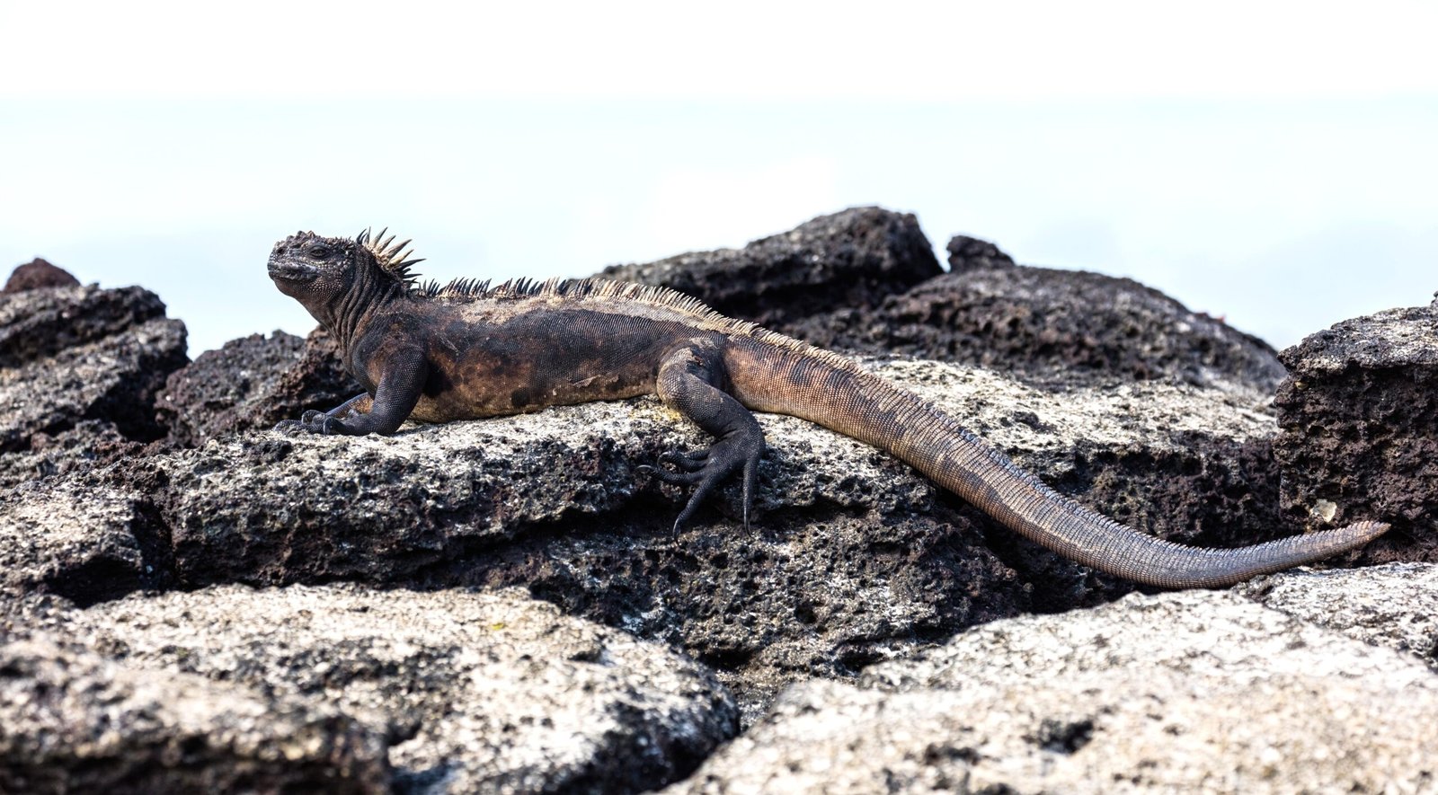 The Marine Iguana’s Unique Diet