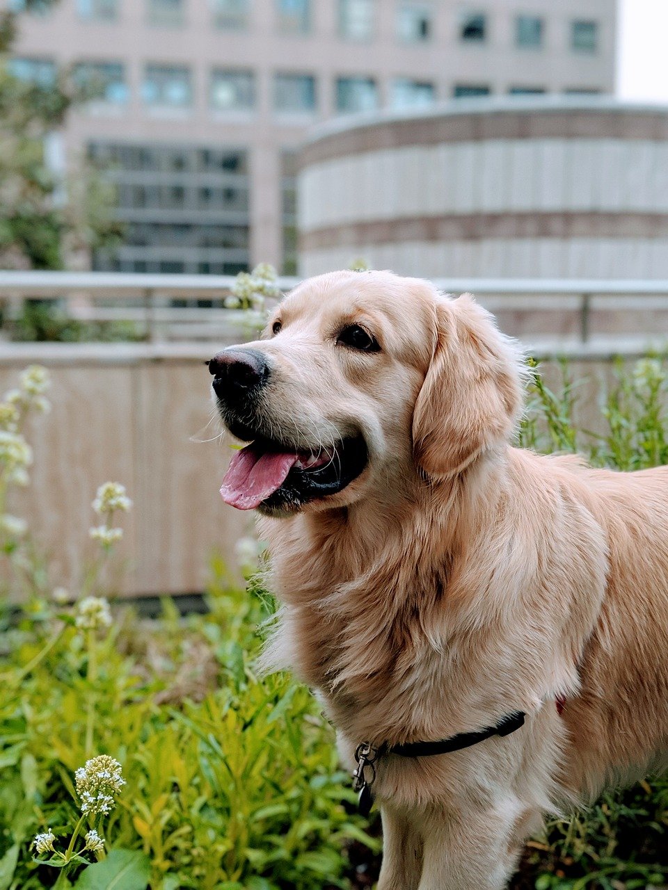 Golden Retrievers: Timeless Appeal in the Urban Jungle