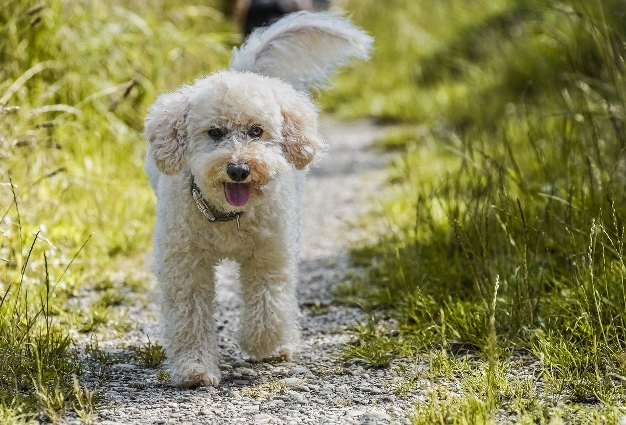 Poodles: Smart and Stylish Sidekicks