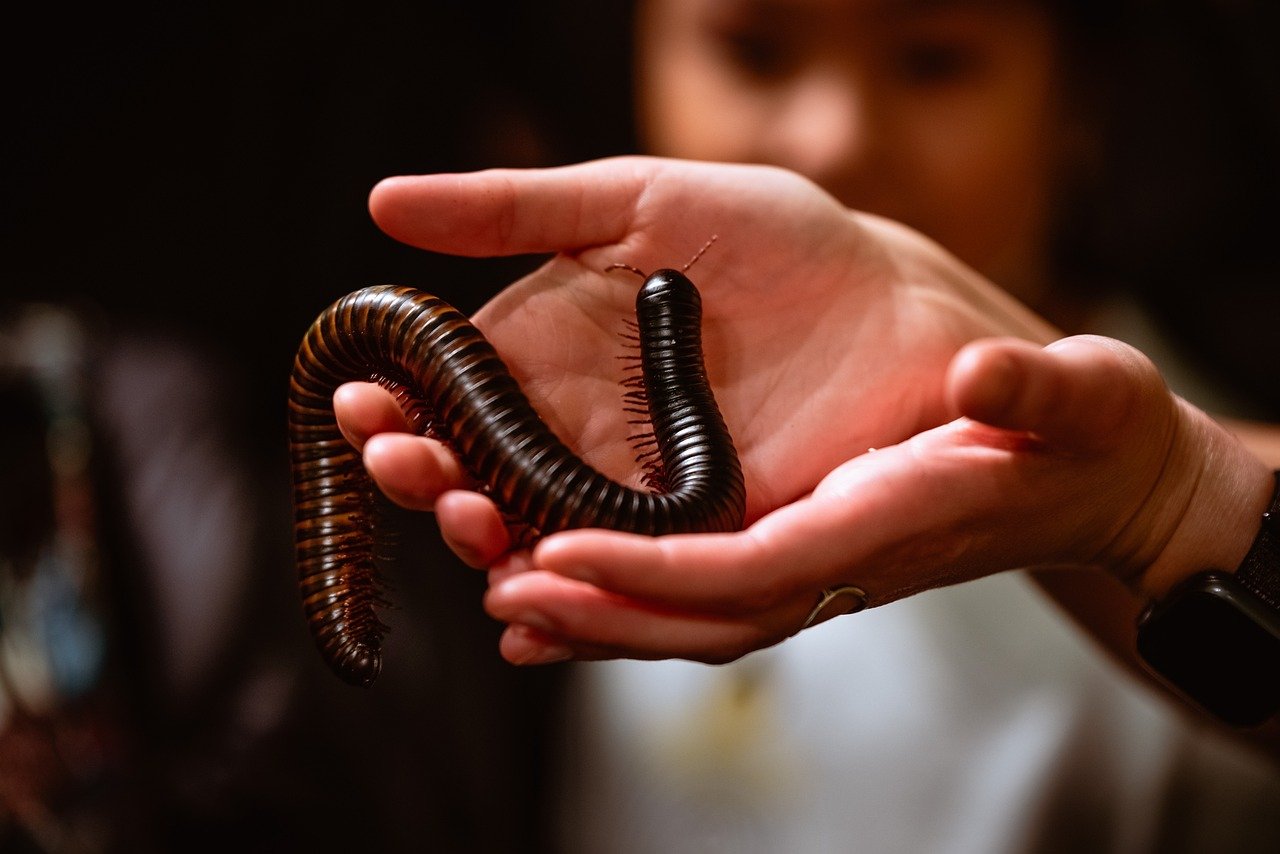 Millipedes: The Gentle Giants