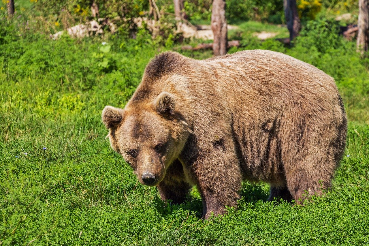 Bears: Encounters in the Wild