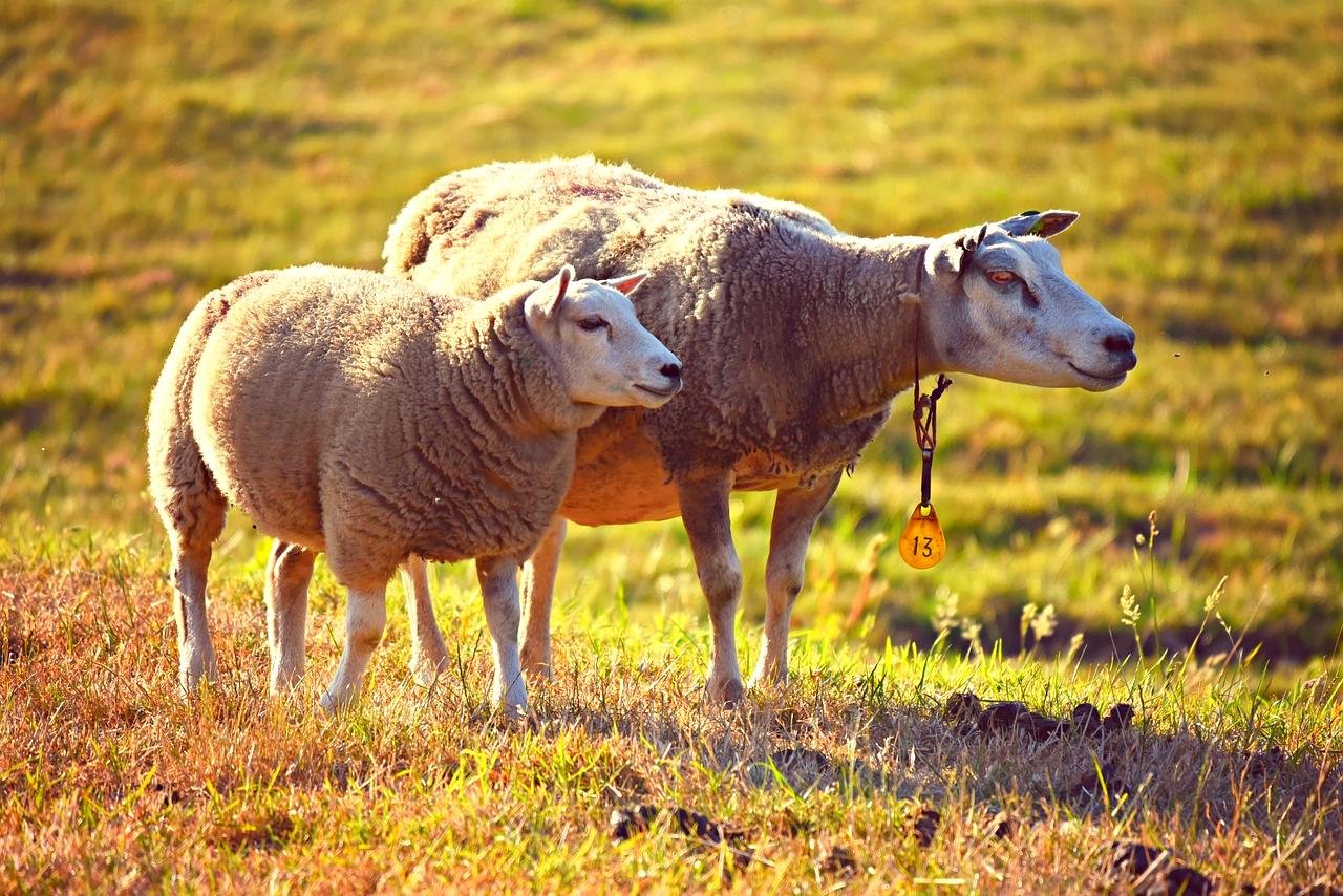 Preventing Conflicts: Livestock Protection