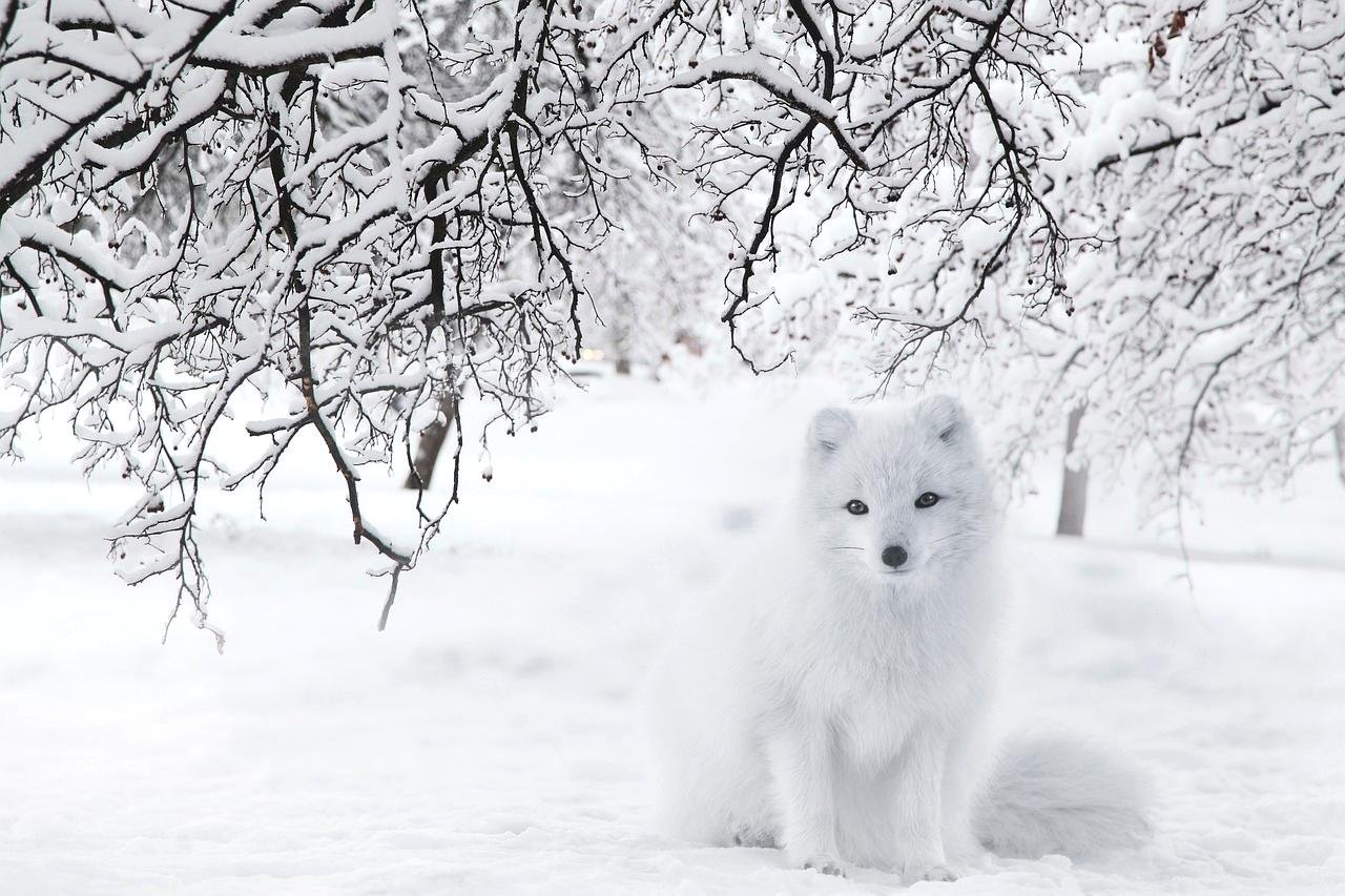 2. Arctic Fox (Vulpes lagopus)